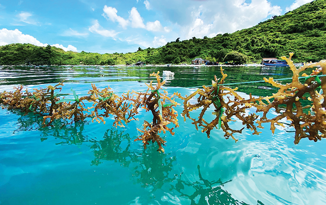 Seaweed: Vietnam's Green Treasure and a Sustainable Future